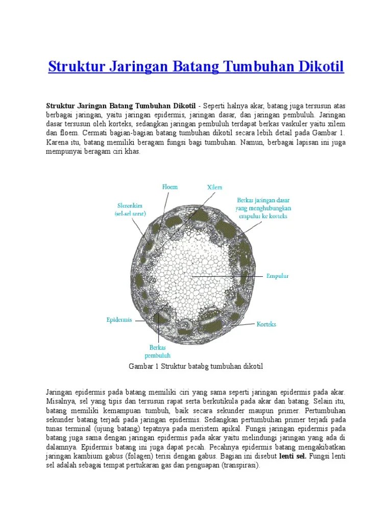 Struktur Jaringan Batang Tumbuhan Dikotil | PDF