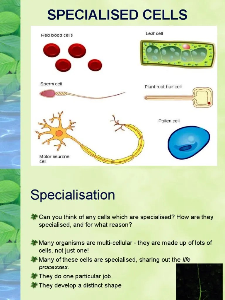 Specialised Cells Red Blood Cell Cell (Biology)