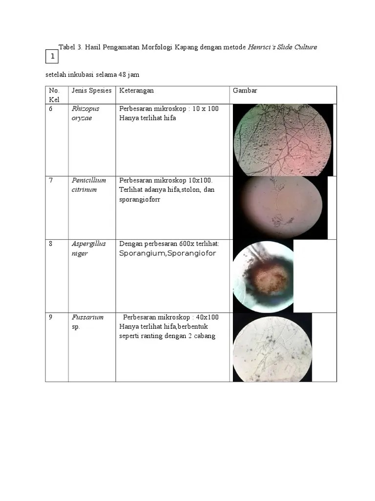 Siang Morfologi Kapang Khamir Print | PDF