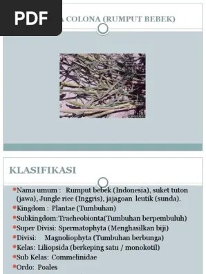 Echinochloa Colona (Rumput Bebek) | PDF