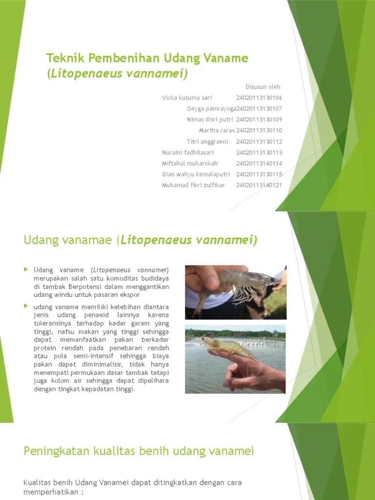 Teknik Pembenihan Udang Vaname (Litopenaeus Vannamei) 2