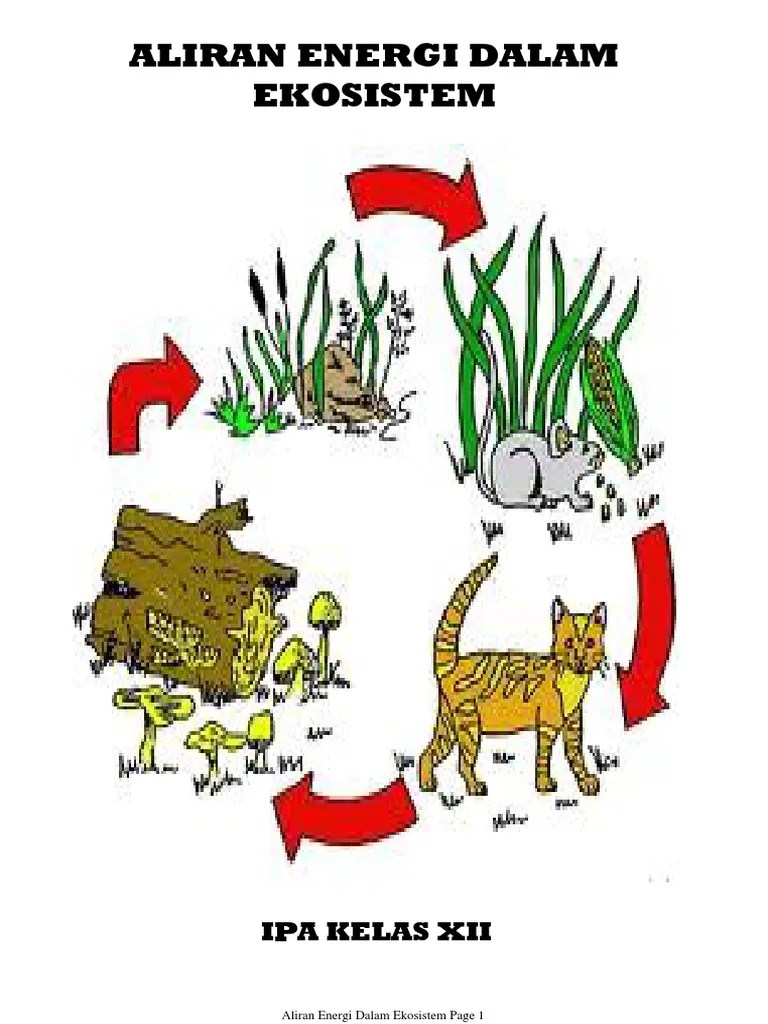 Aliran Energi Dalam Ekosistem | PDF