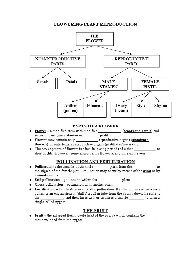 Flower Reproduction Worksheet PDF