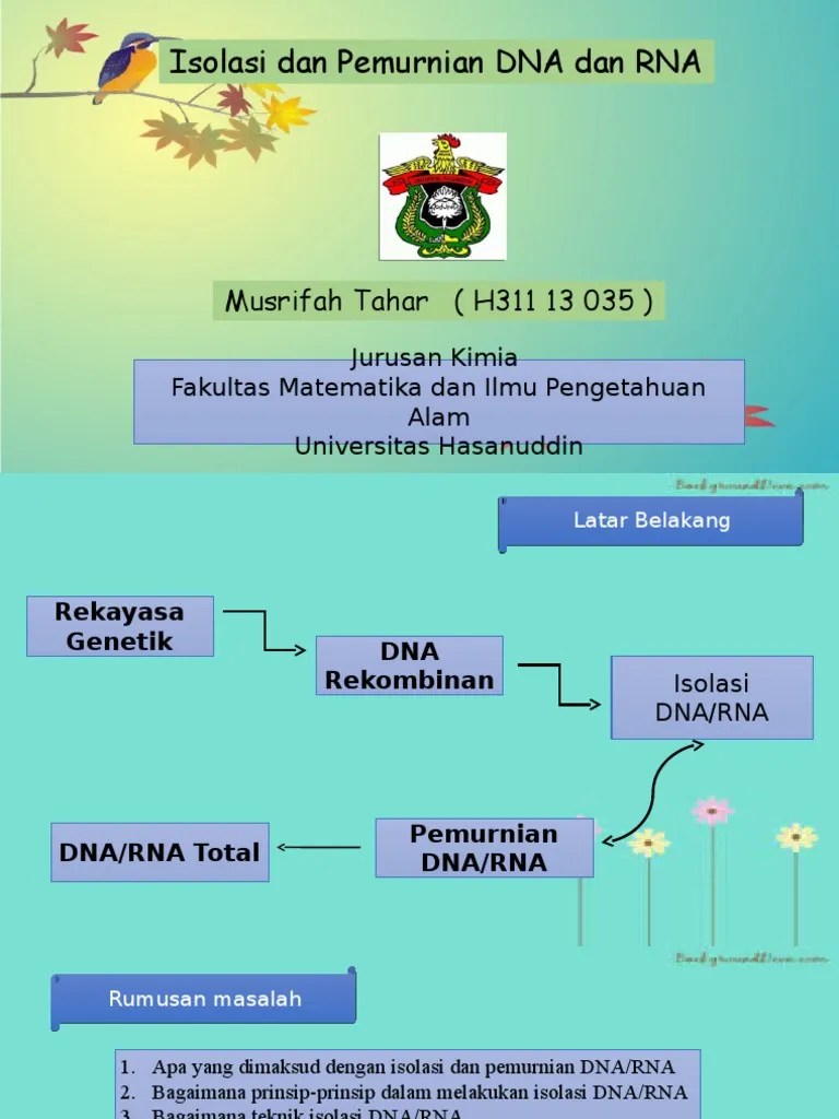 Apa Yang Dimaksud Dengan Dna Dan Rna DNA Informasi
