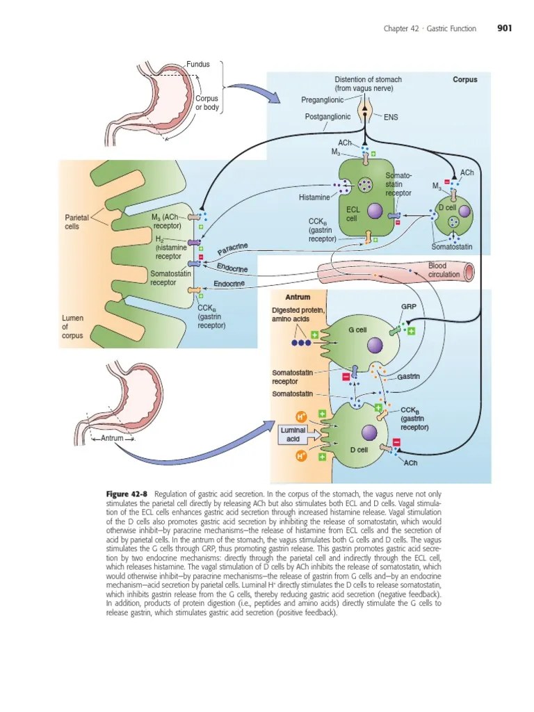 Boron Medical Physiology 915 915 PDF