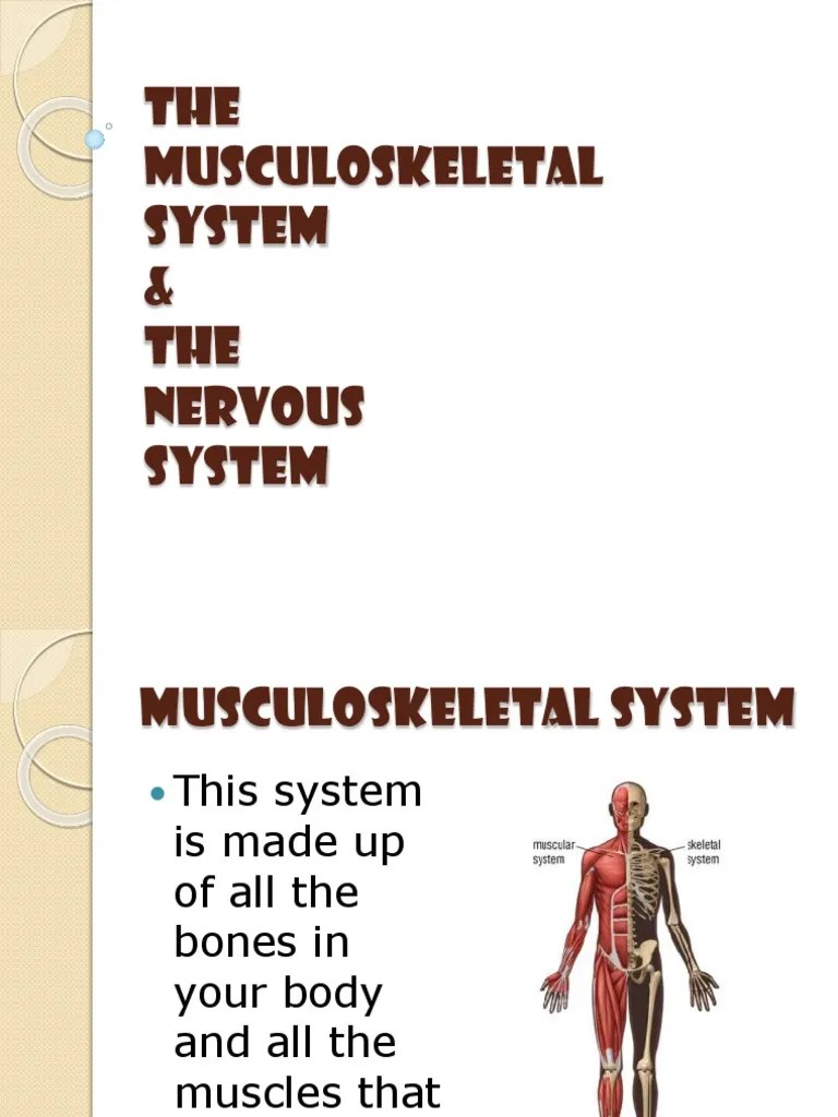 lesson 6 musculoskeletal and nervous systems ppt Human