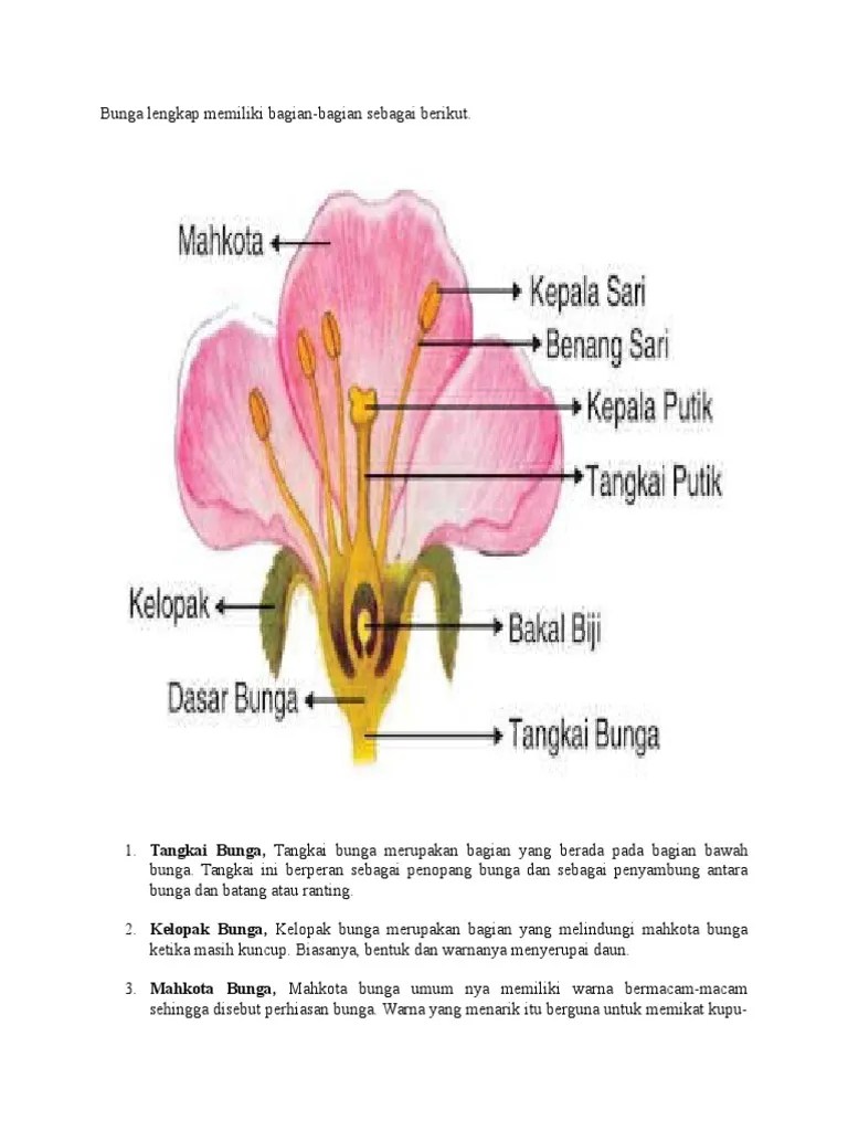 Bunga Lengkap Memiliki Bagian | PDF