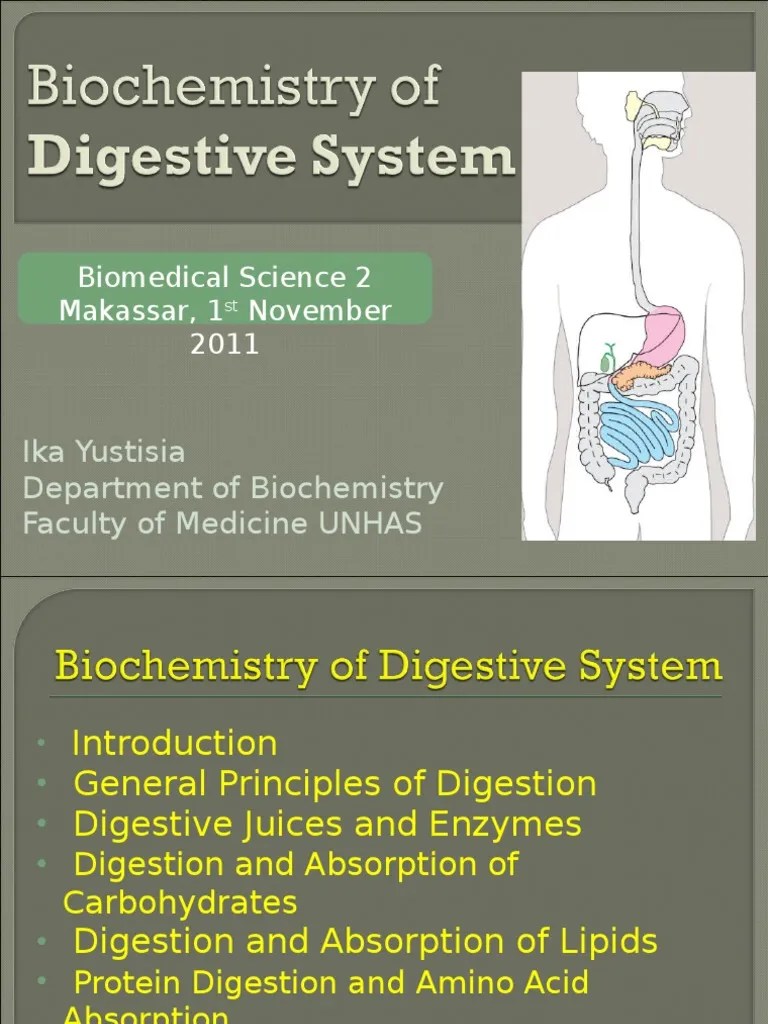 Biochemistry of Digestive System PDF Digestion Trypsin