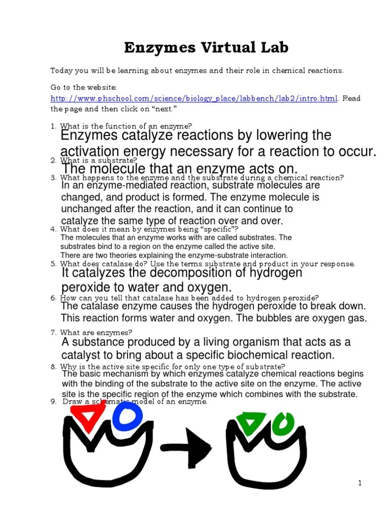 enzymes virtual lab Active Site Enzyme