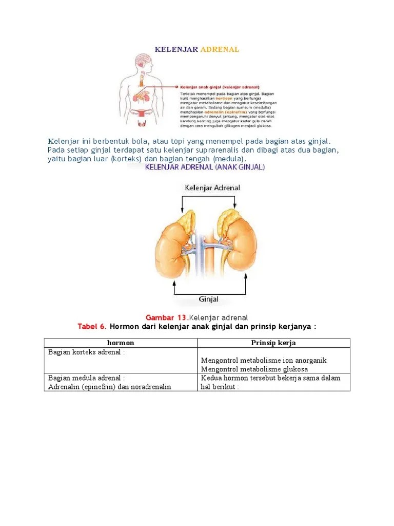 Kelenjar Adrenal | PDF