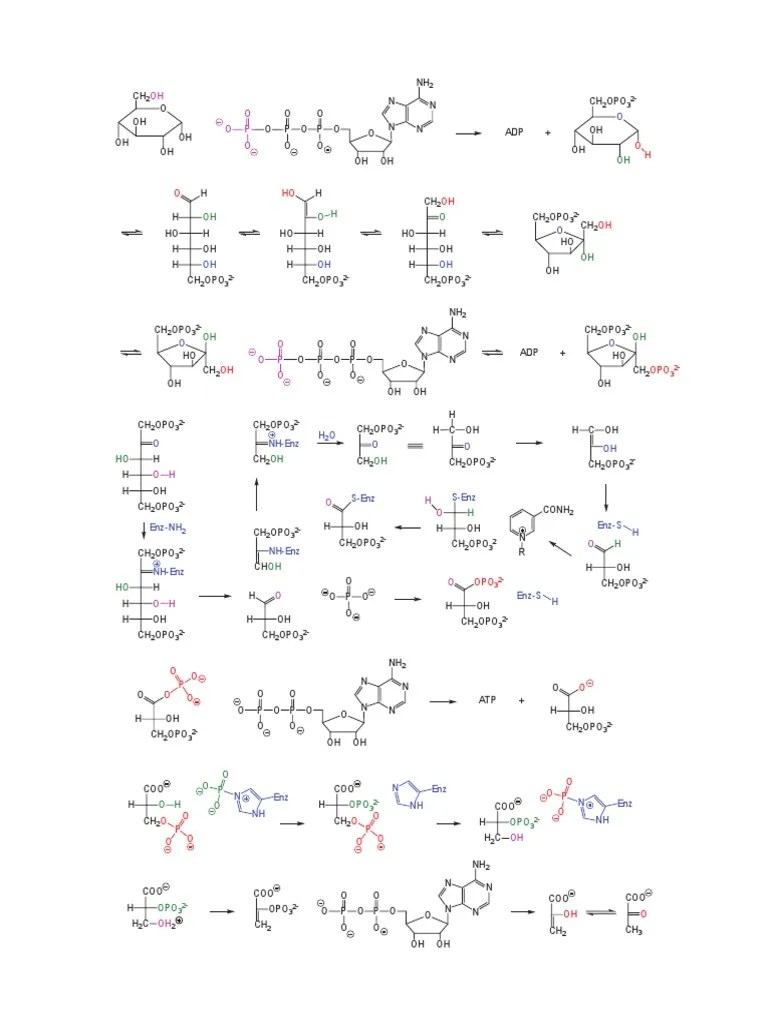 CHEM 2223B Glycolysis Worksheet