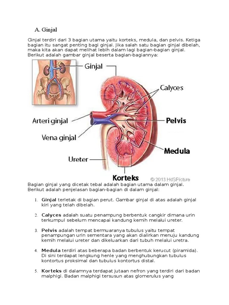 Ginjal | PDF