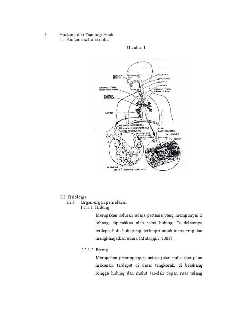 Anatomi Dan Fisiologi Anak PNEUMONIA