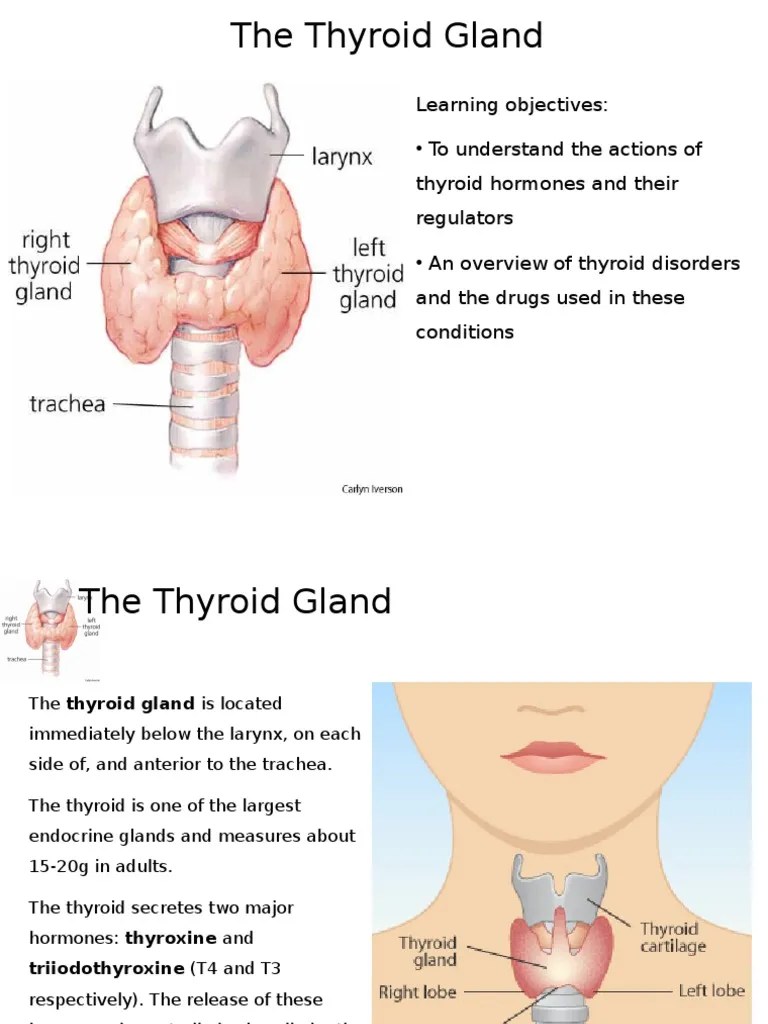 Physiology of the Thyroid Gland Thyroid Thyroid Stimulating Hormone