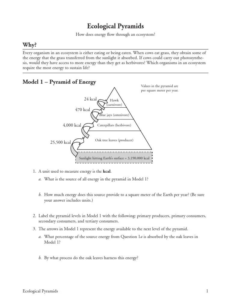 energy-pyramid-practice-worksheet-answer-key-fabad