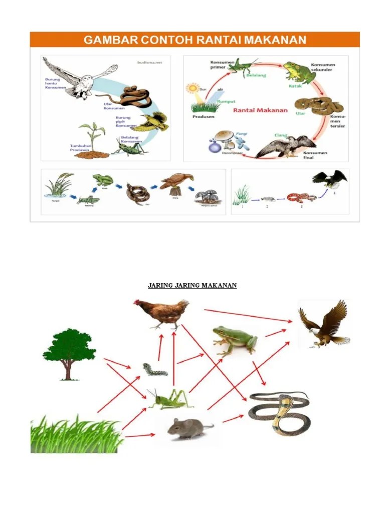 Contoh Rantai Makanan Dan Jaring Makanan Aneka Contoh