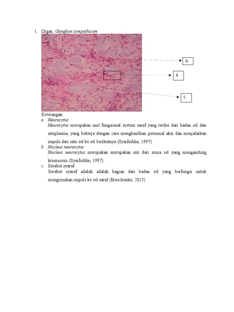 Ganglion Sympaticum DL. 2 | PDF