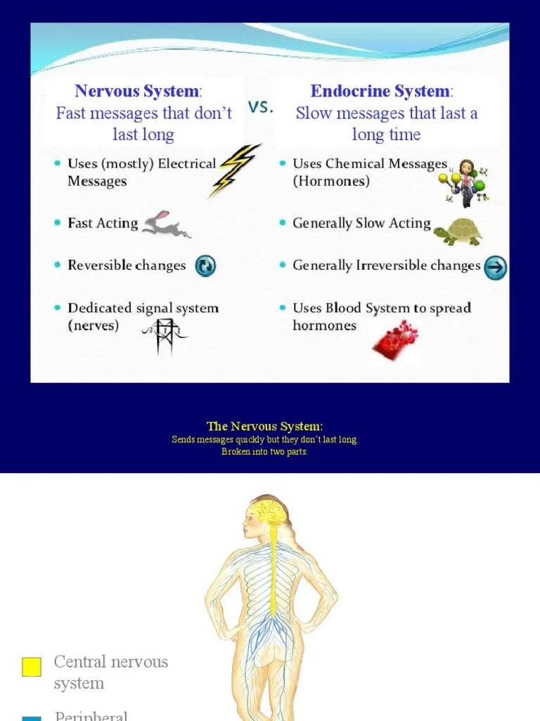 Module 10 Nervous & Endocrine Systems.ppt