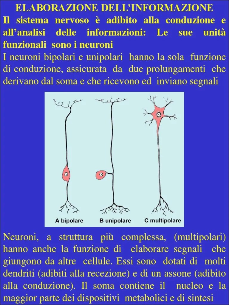 Fisiologia Generale Slide 3 PDF