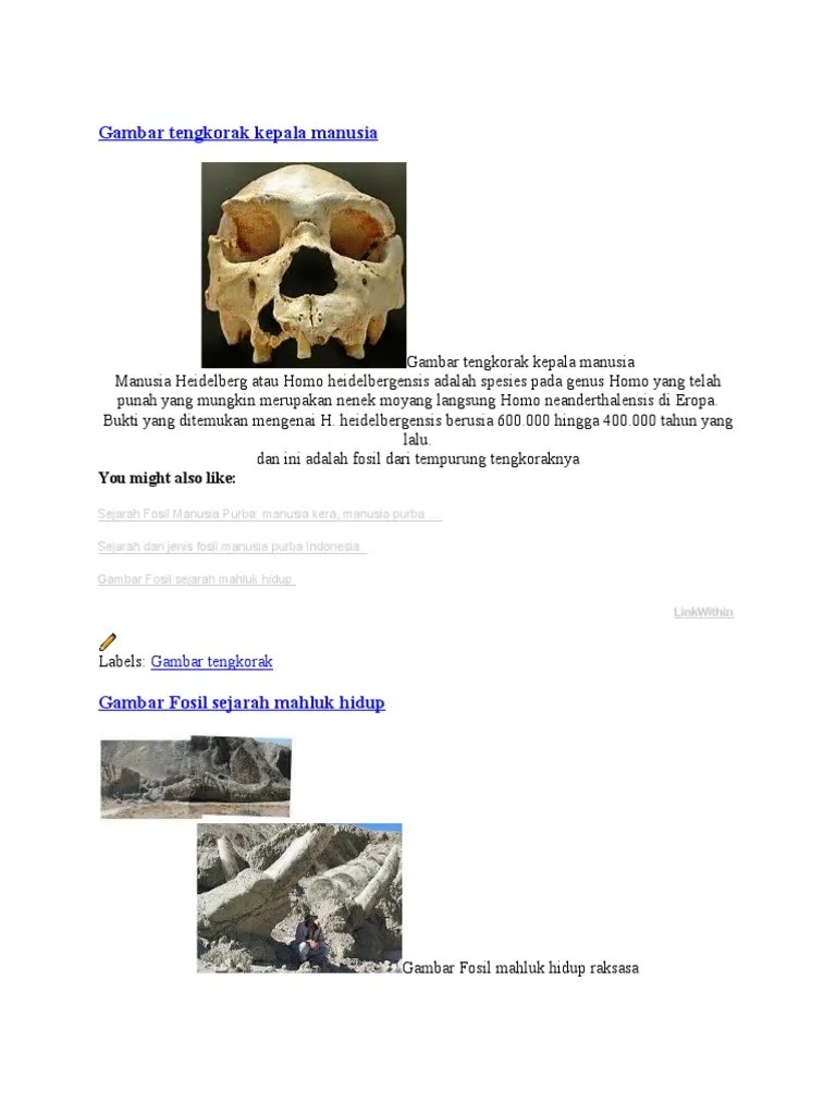 Gambar Tengkorak Kepala Manusia