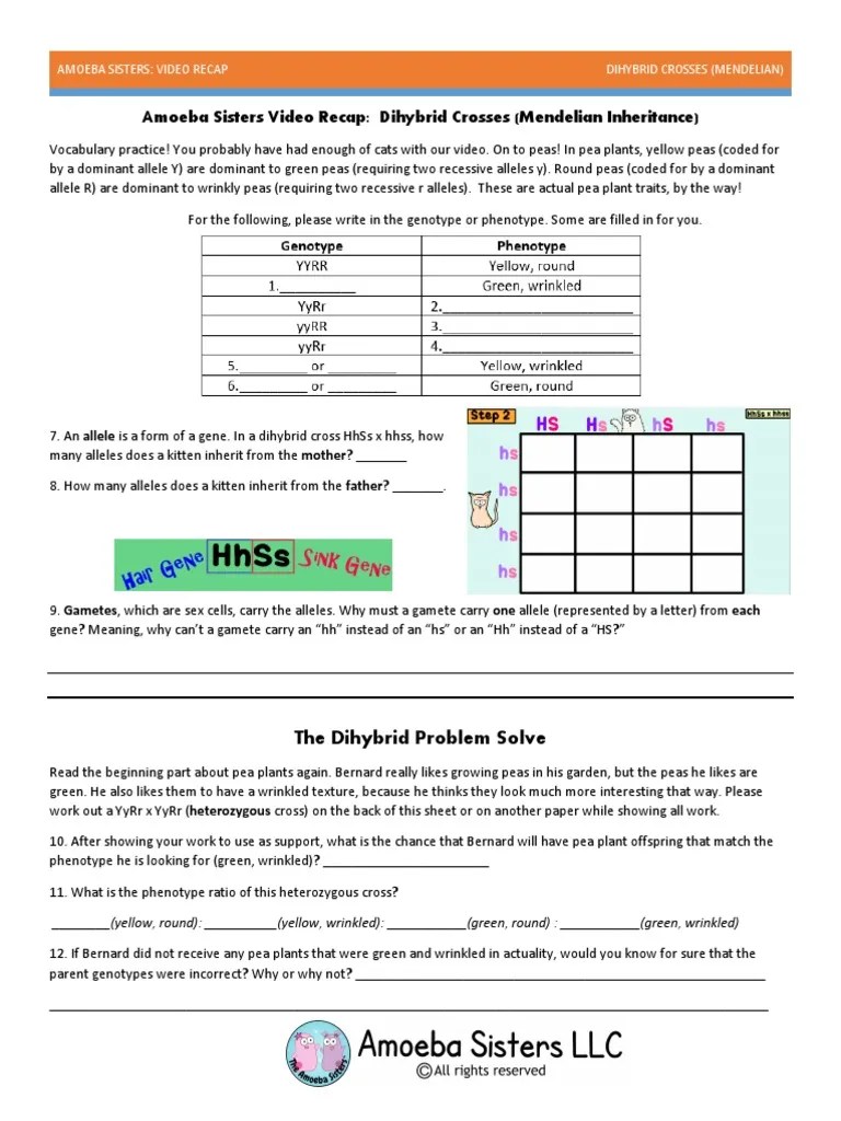 Multiple alleles all traits discussed so far have been. Video Recap Of Dihybrid Cross By Amoeba Sisters