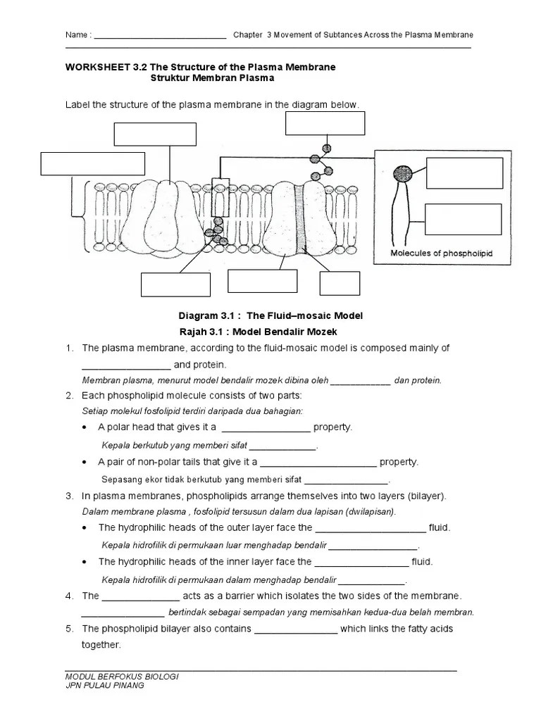 WORKSHEET 3.2 the Structure of the Plasma Membrane Cell Membrane