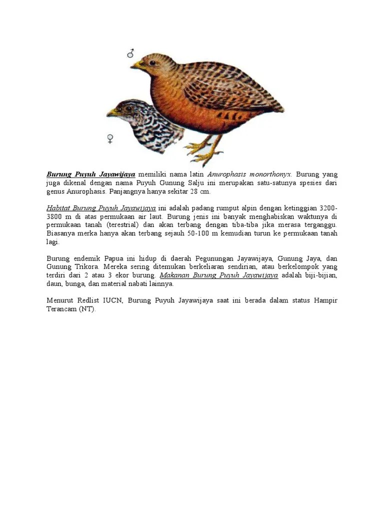 Burung Puyuh Jayawijaya Memiliki Nama Latin Anurophasis Monorthonyx