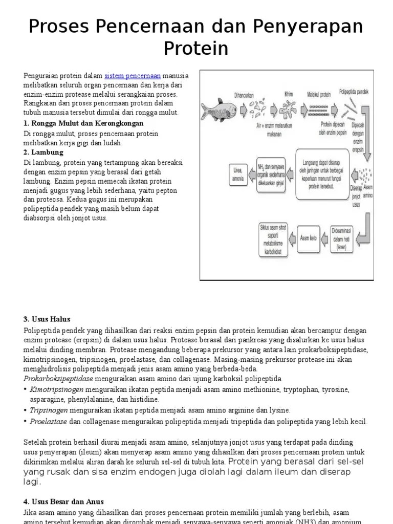 Proses Pencernaan Dan Penyerapan Protein | PDF