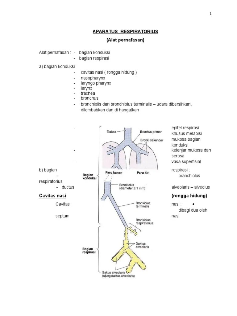 Aparatus Respiratorius | PDF