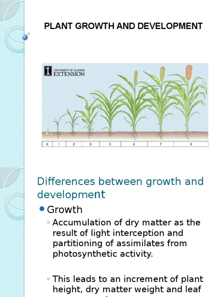 Plant Growth and Development 2016 Seedling Flowers
