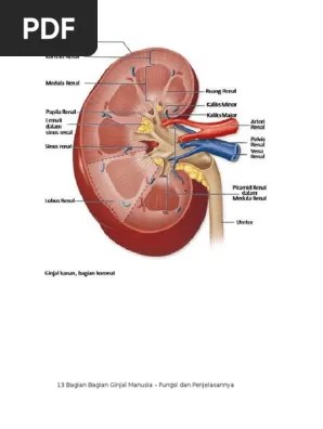 13 Bagian Bagian Ginjal Manusia | PDF