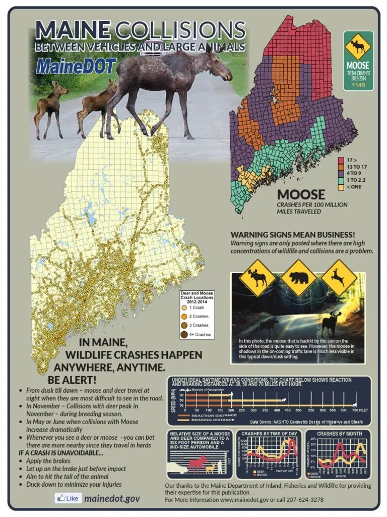 Maine DOT Moose Accidents PDF Moose Transport Safety(04)
