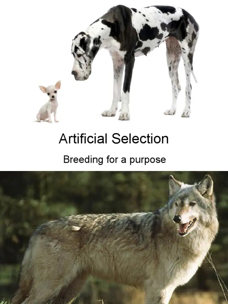 Artificial Selection Dog Breeds Herding Dogs
