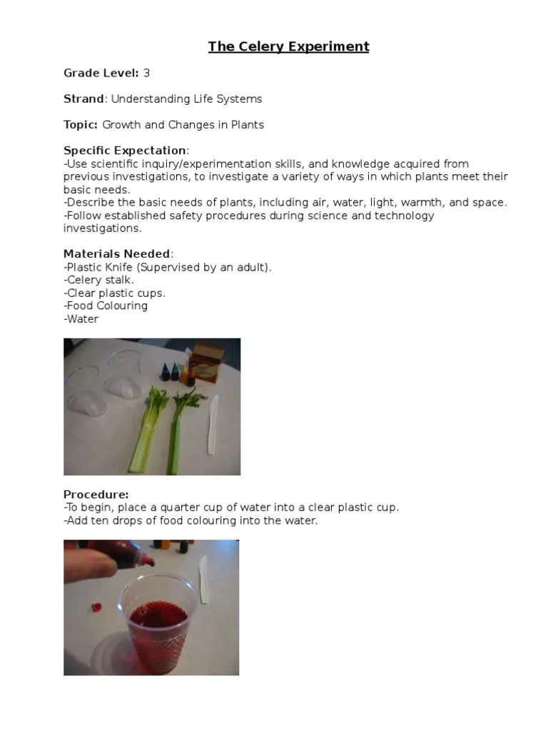 The Celery Experiment PDF Plants Experiment