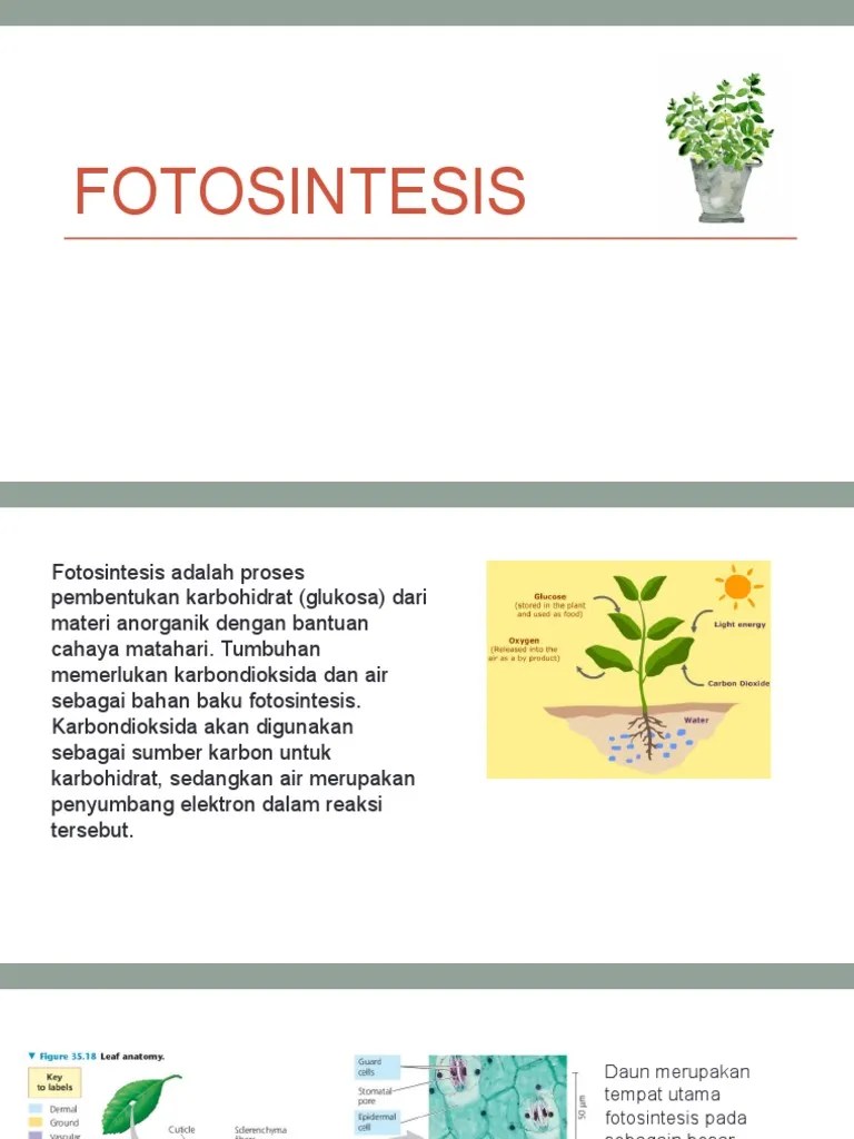 Fotosintesis Adalah