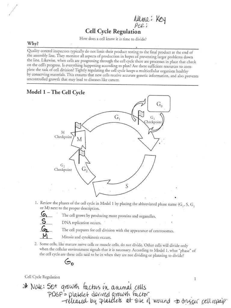 Cell Cycle Regulation Pogil Answer Key Pdf • Suggested and Clear