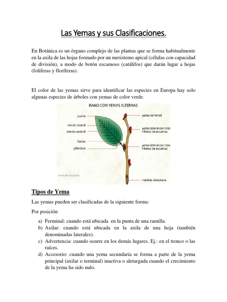 Las Yemas y Sus Clasificaciones PDF Raíz Brote