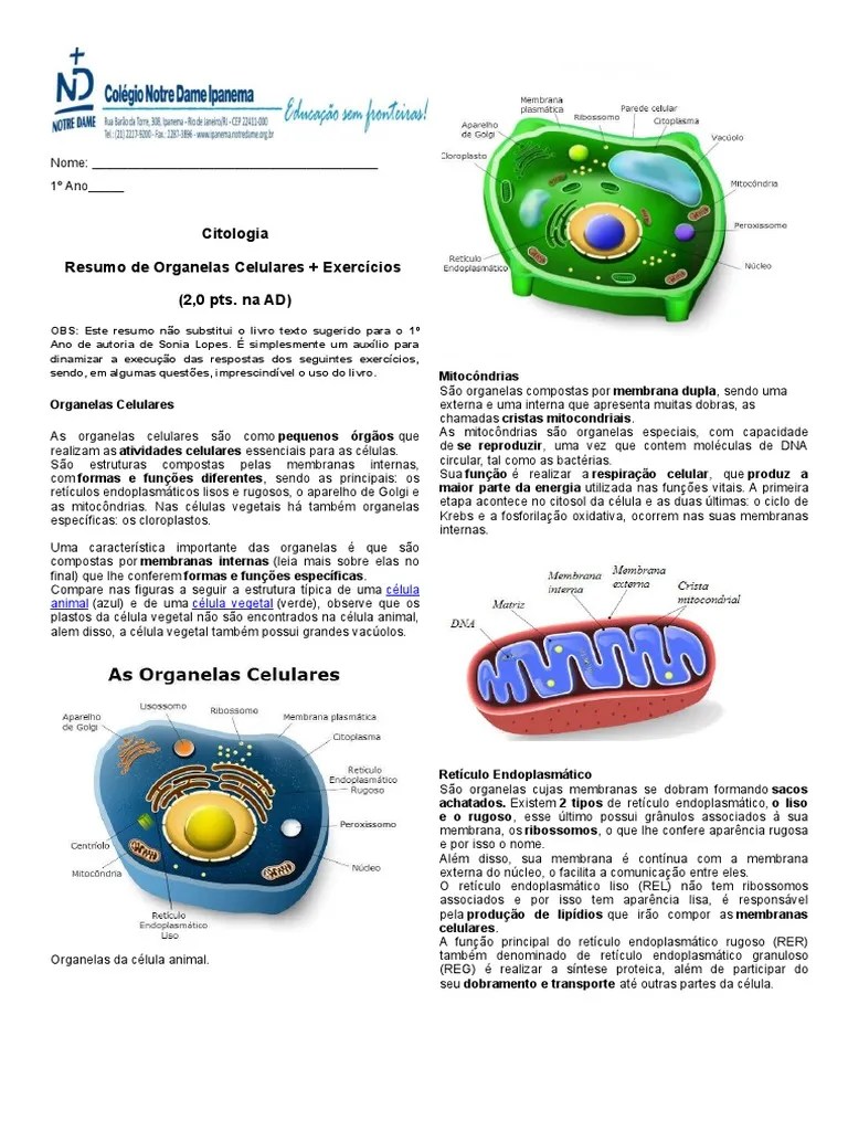 Organelas Celulares Lisossoma CÃ©lula (Biologia)