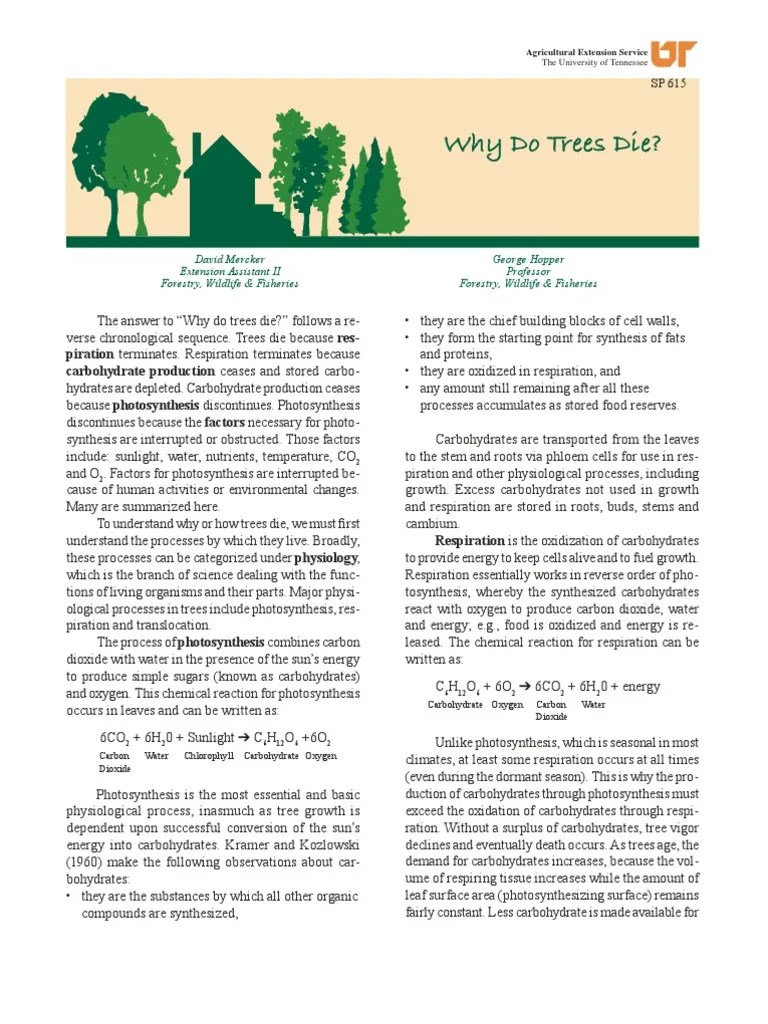 Why Do Trees Die PDF Photosynthesis Trees
