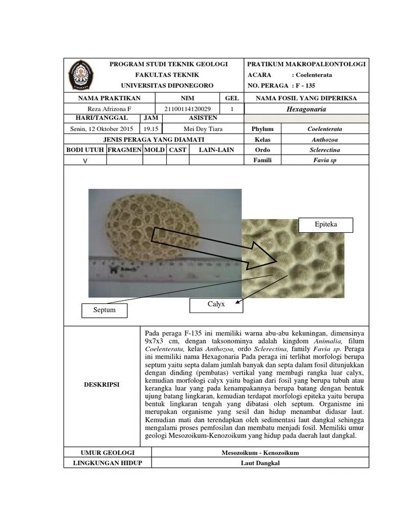 Lemdes Coelenterata | PDF