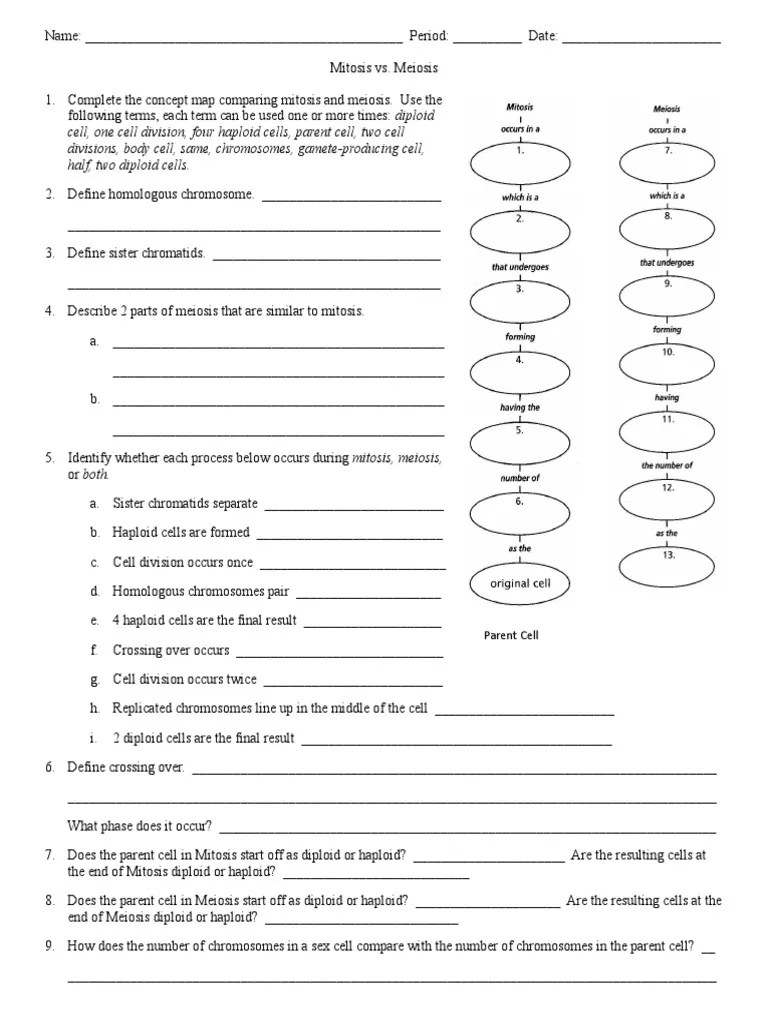 Mitosis vs Meiosis Worksheet.doc Meiosis Ploidy