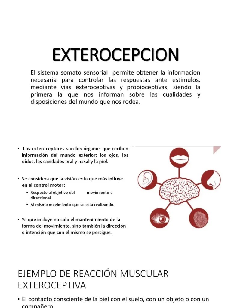 EXTEROCEPTORES.pptx