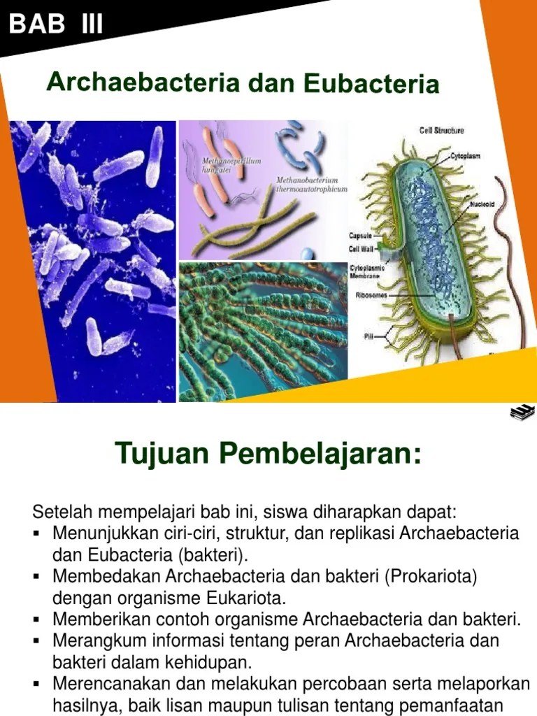 Perbedaan Archaebacteria Dan Eubacteria