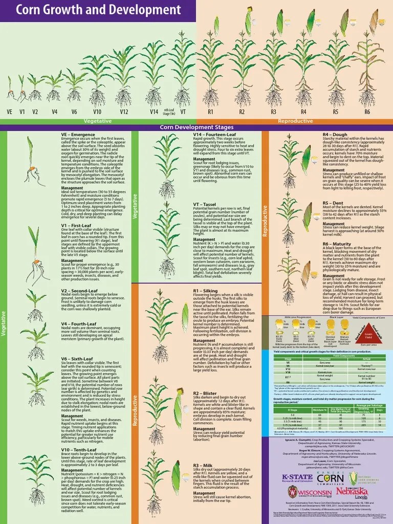 Corn Growth and Development Poster PDF Seed Maize