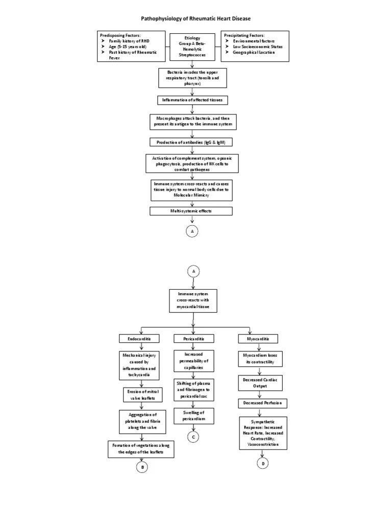Rheumatic heart disease pathophysiology | Heart | Immune System
