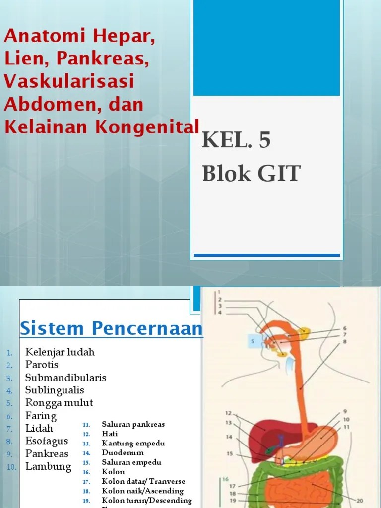 ppt anatomi hepar, lien, dinding abdomen