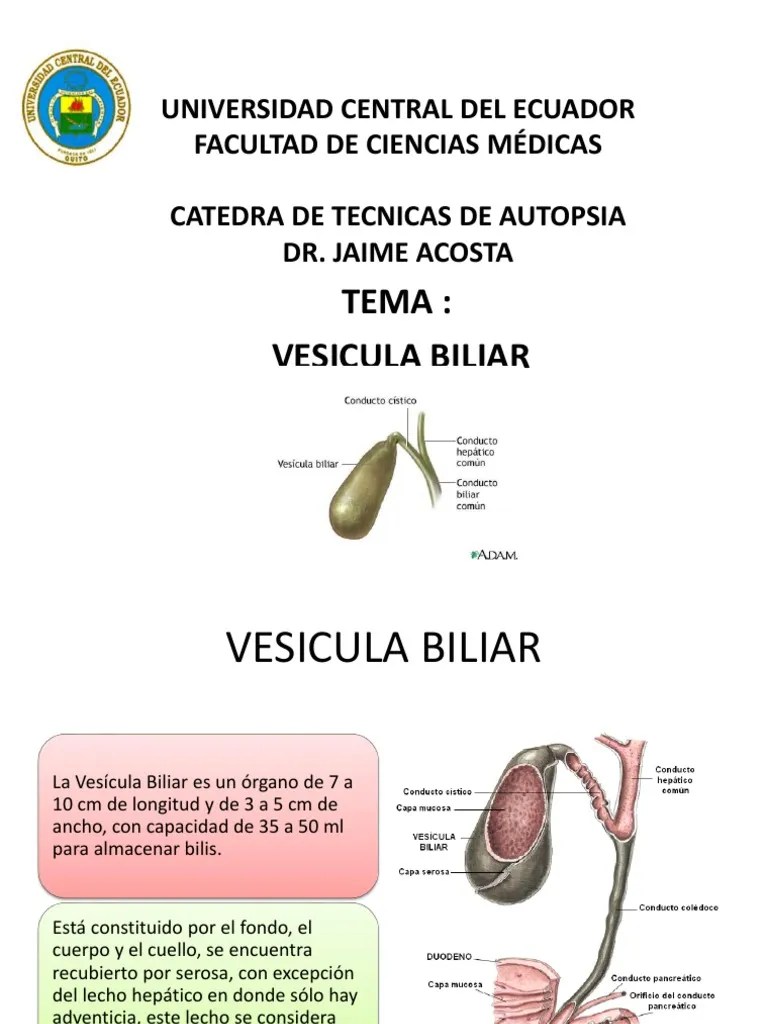 Vesicula Biliar Gallbladder Exocrine System