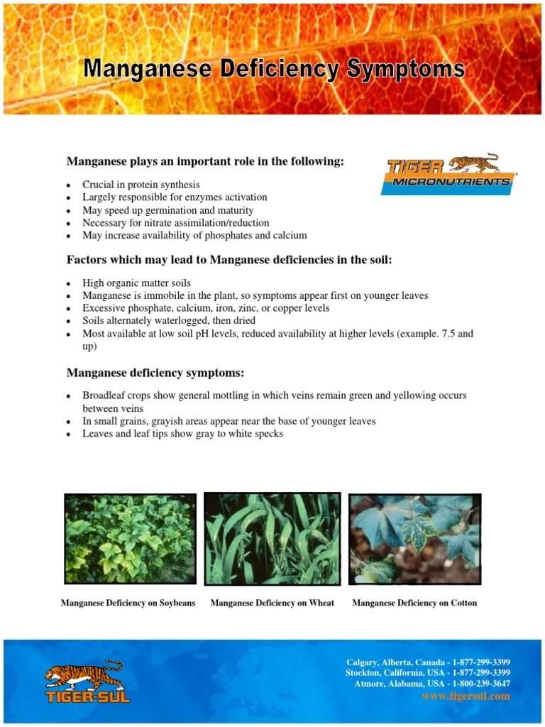 Manganese Deficiency Symptoms PDF