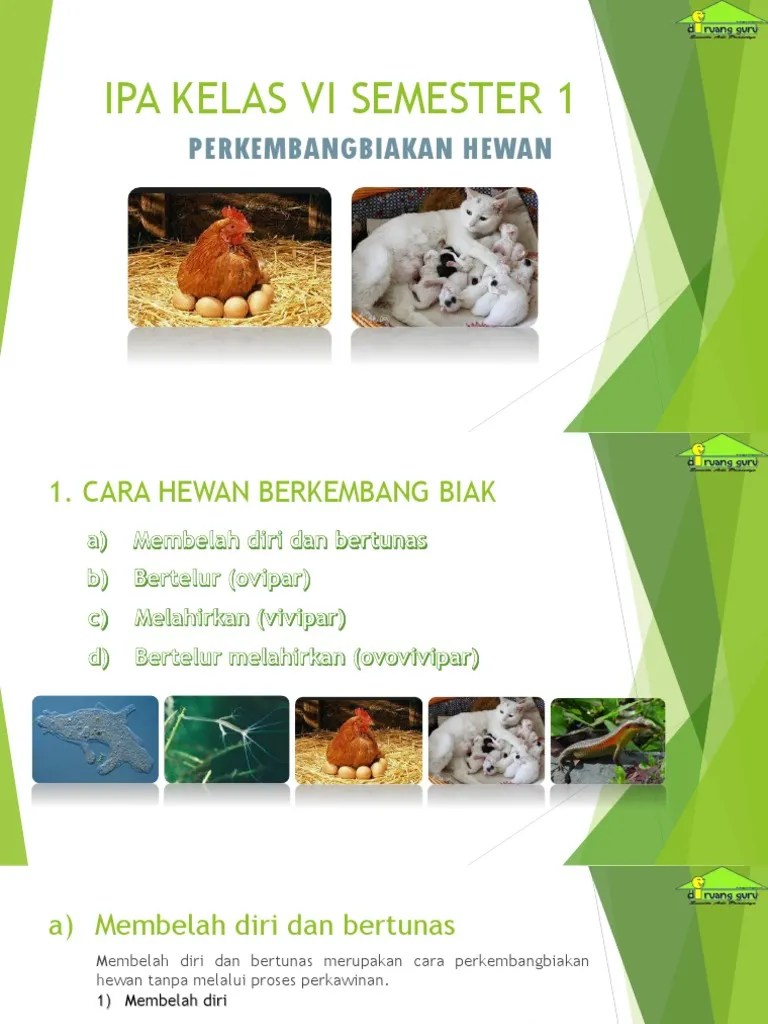 Ipa Kelas Vi Semester 1 Perkembangbiakan Hewan | PDF