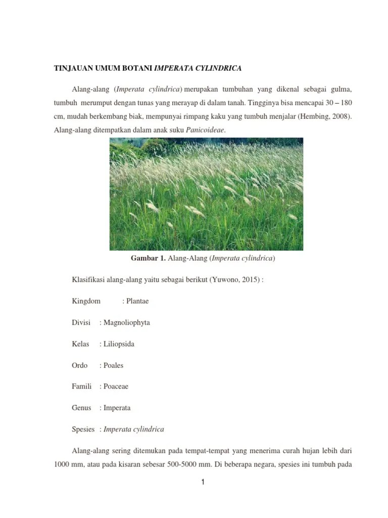 02-Alang Alang (Imperata Cylindrica) - Annisa Fajriyah-1501002 | PDF